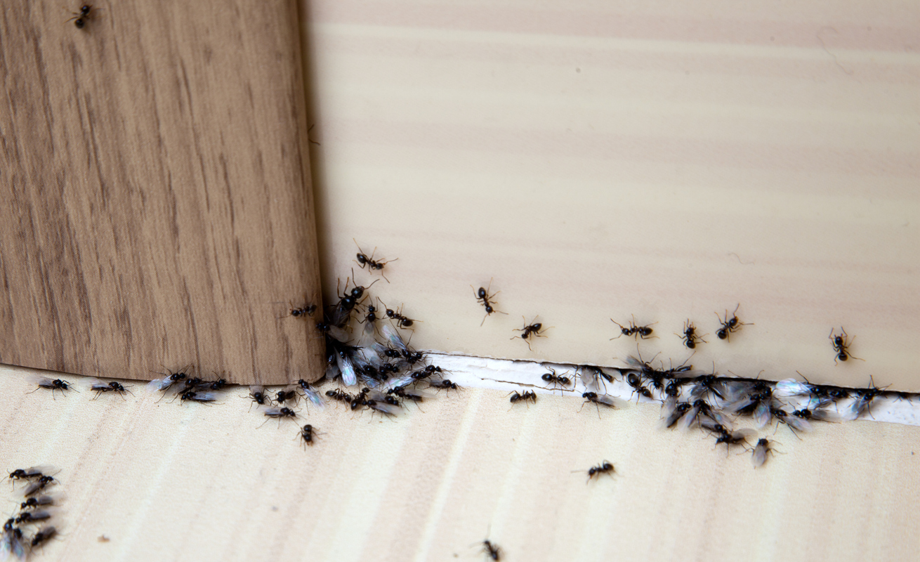 ants on doorway