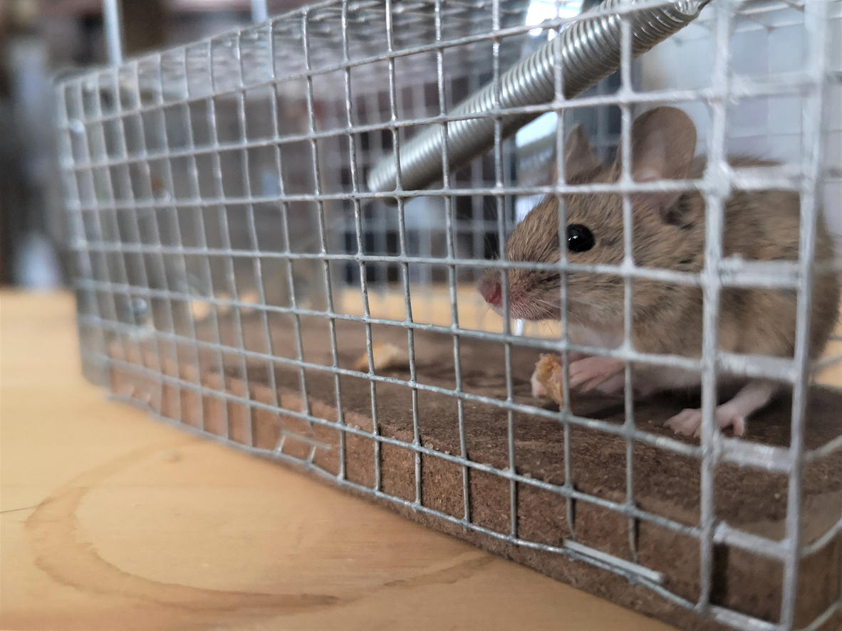 mouse in cage trap