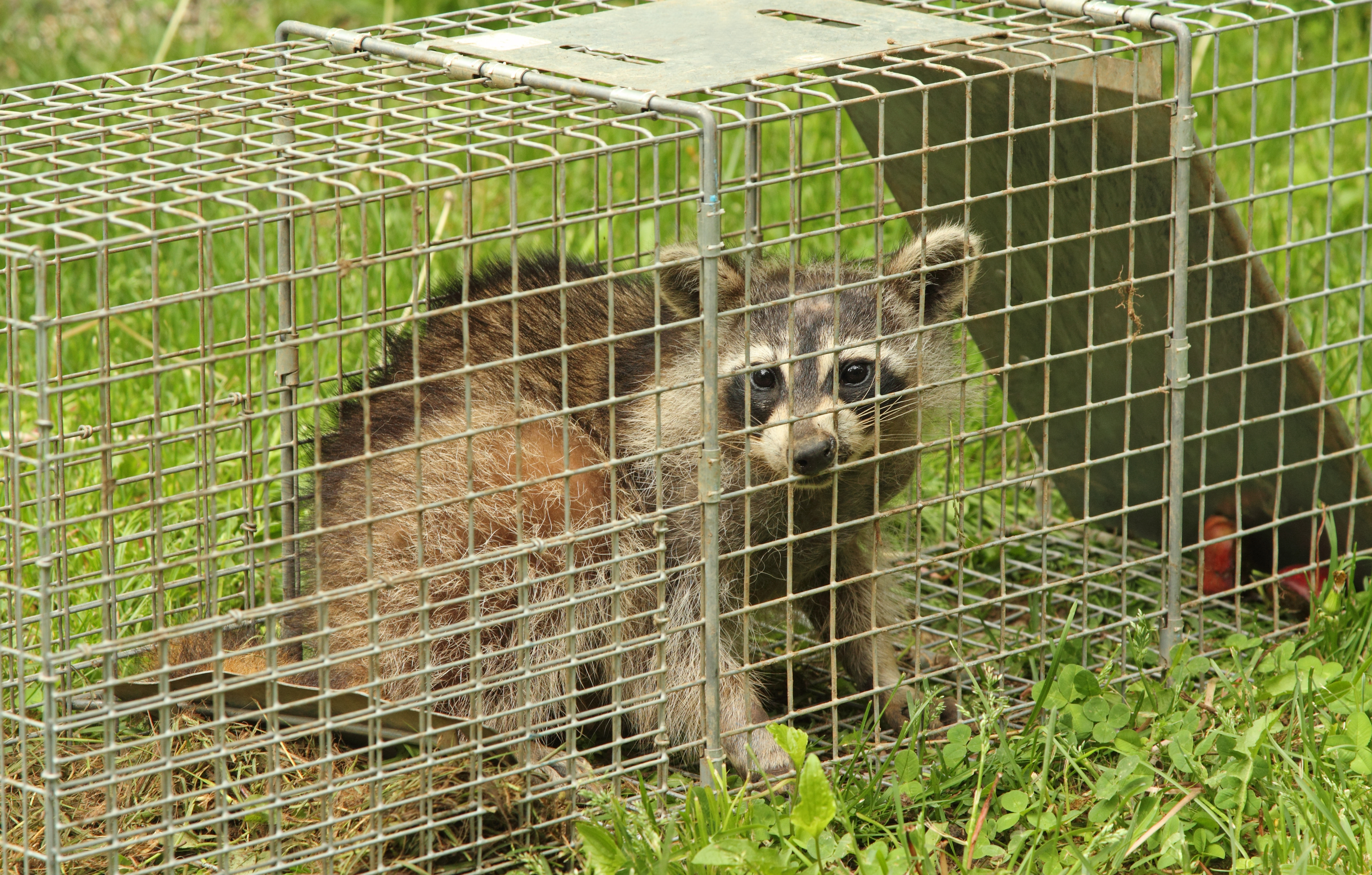 raccoon in cage trap