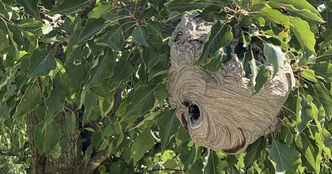 hornet nest